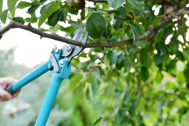 Professional Tree Service in Grand Junction, CO